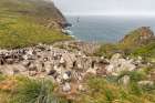 Falkland Islands, West Point Island. Black-browed albatross and rockhopper penguins in rookery. Art Print